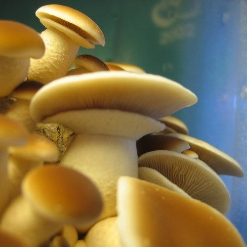 Plugs - Poplar Fieldcap