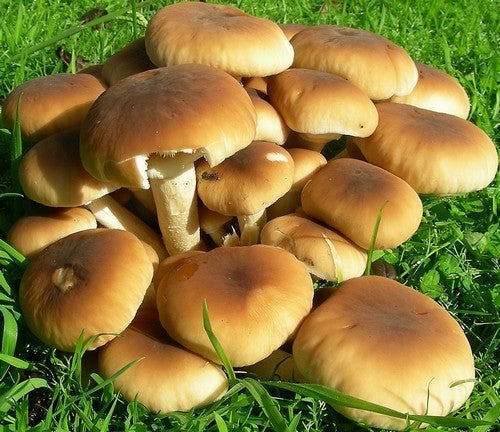 Plugs - Poplar Fieldcap