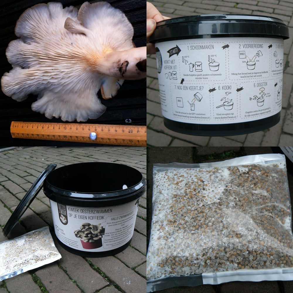 Rotterzwam Kweekset