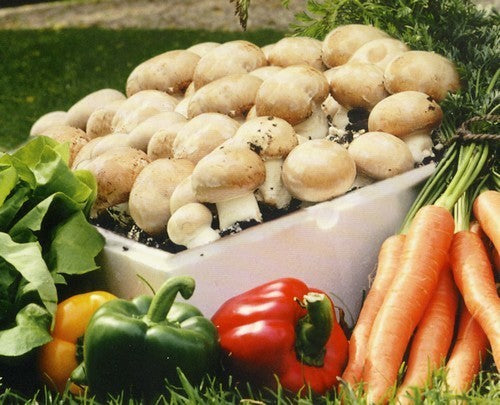 Grote-Sets - Franse (Beige) Champignons