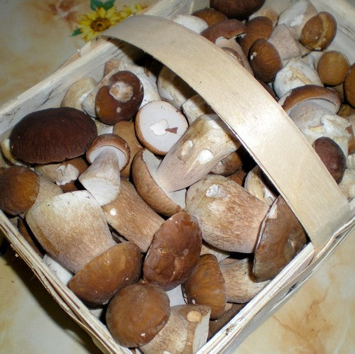 Broed - Stropharia (godzilla Paddenstoel)