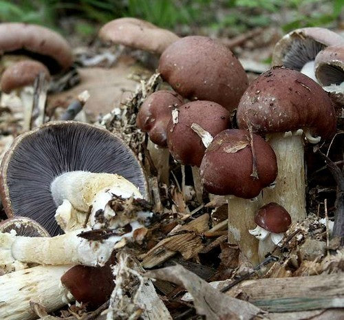 Broed - Stropharia (godzilla Paddenstoel)