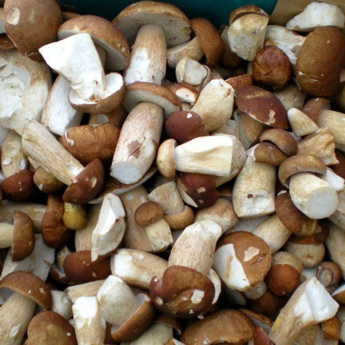 Broed - Stropharia (godzilla Paddenstoel)
