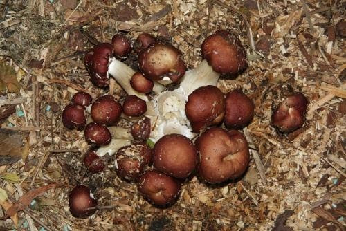 Broed - Stropharia (godzilla Paddenstoel)