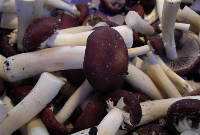 Broed - Stropharia (godzilla Paddenstoel)