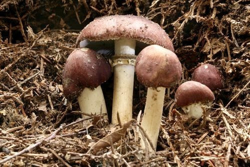 Broed - Stropharia (godzilla Paddenstoel)