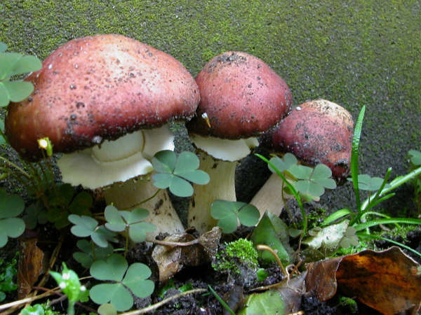 Broed - Stropharia (godzilla Paddenstoel)