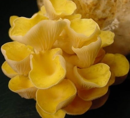 Mini-Sets - Gouden Oesterzwam