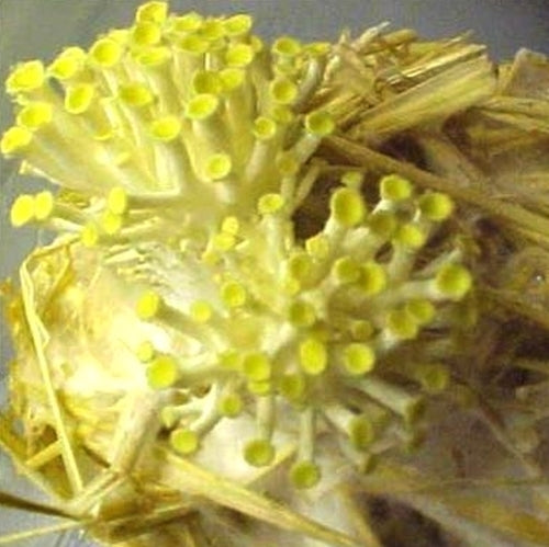 Mini-Sets - Gouden Oesterzwam