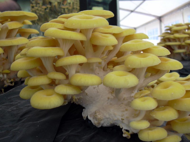 Grote-Sets - Gouden Oesterzwam