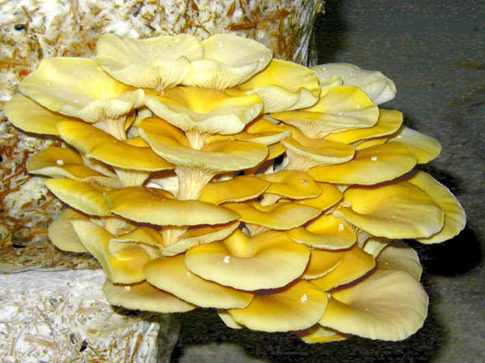 Grote-Sets - Gouden Oesterzwam