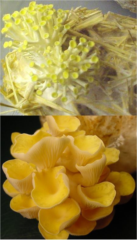 Grote-Sets - Gouden Oesterzwam