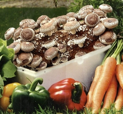Mini-Sets - Shiitake