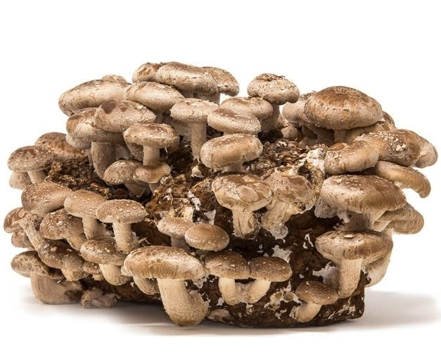 Mini-Sets - Shiitake