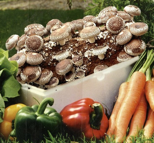 Grote-Sets - Shiitake