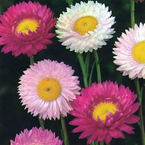 Acroclinium roseum 'Giant Flowered Mix'