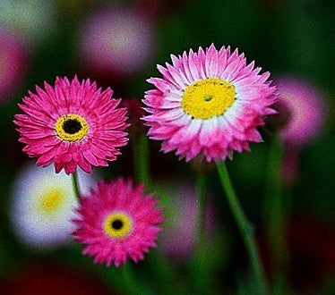 Acroclinium roseum 'Giant Flowered Mix'
