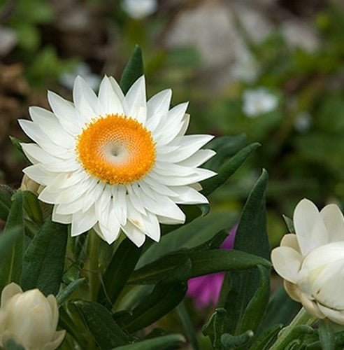 Acroclinium roseum 'White'