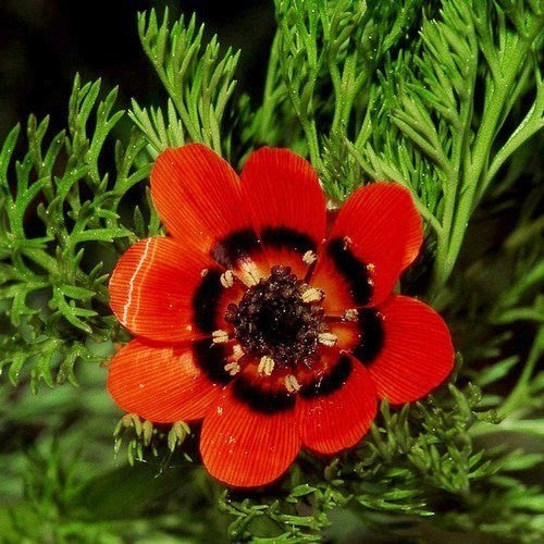 Adonis aestivalis