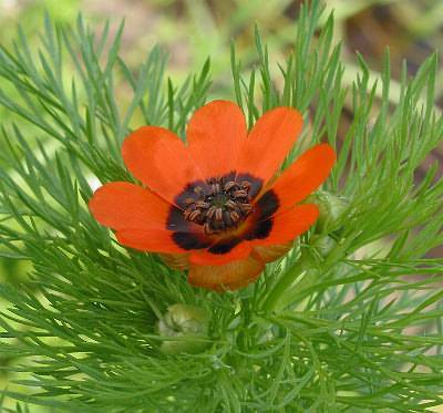 Adonis aestivalis
