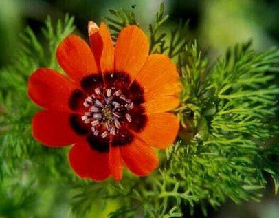 Adonis aestivalis