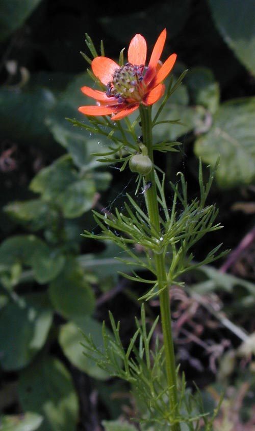 Adonis aestivalis