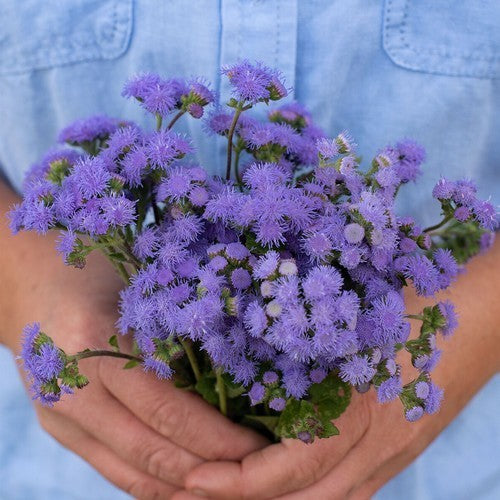 Ageratum houstonianum 'snijwonder' / 'Market Growers Blue'