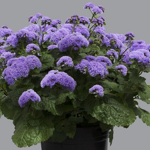 Ageratum houstonianum 'snijwonder' / 'Market Growers Blue'