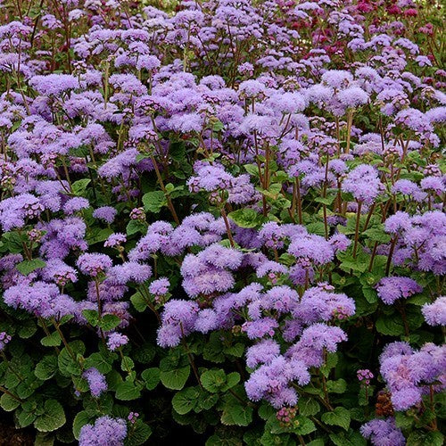 Ageratum houstonianum 'snijwonder' / 'Market Growers Blue'