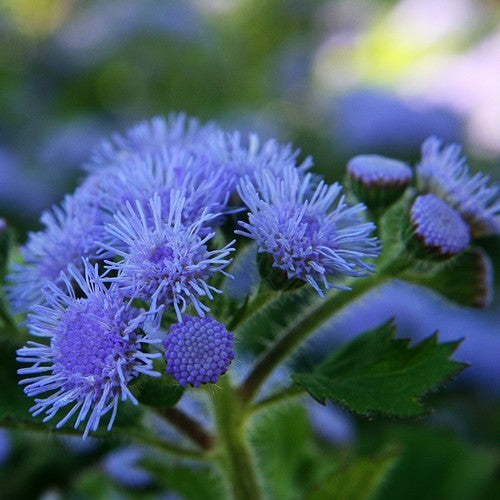 Ageratum houstonianum 'Blue Ball' / 'Blue Mink'