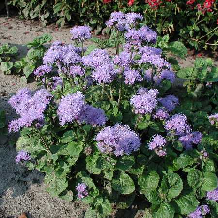 Ageratum houstonianum 'Blue Ball' / 'Blue Mink'