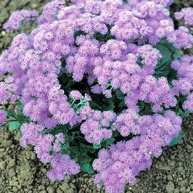 Ageratum houstonianum 'Blue Ball' / 'Blue Mink'