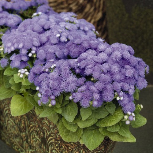 Ageratum houstonianum 'Blue Angel' F1 / 'Blue Hawaï 5.0' F1
