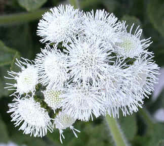 Ageratum houstonianum 'Dondo White'