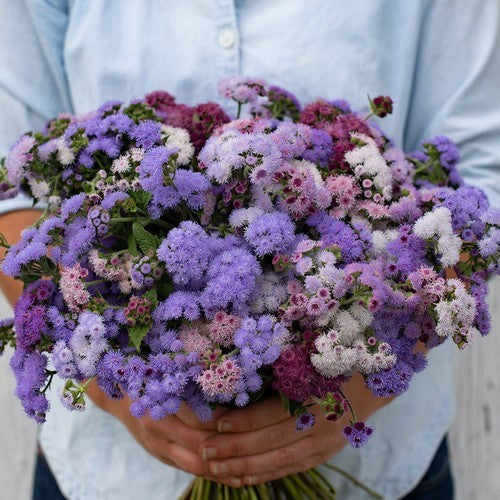 Ageratum houstonianum 'Dwarf Ball Mixed'