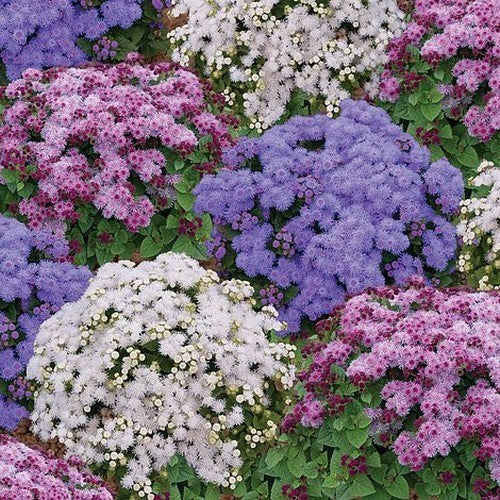 Ageratum houstonianum 'Dwarf Ball Mixed'