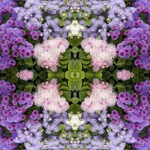 Ageratum houstonianum 'Dwarf Ball Mixed'