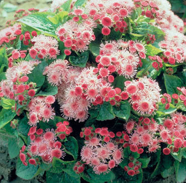 Ageratum houstonianum 'Pink Ball'