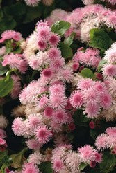 Ageratum houstonianum 'Pink Ball'