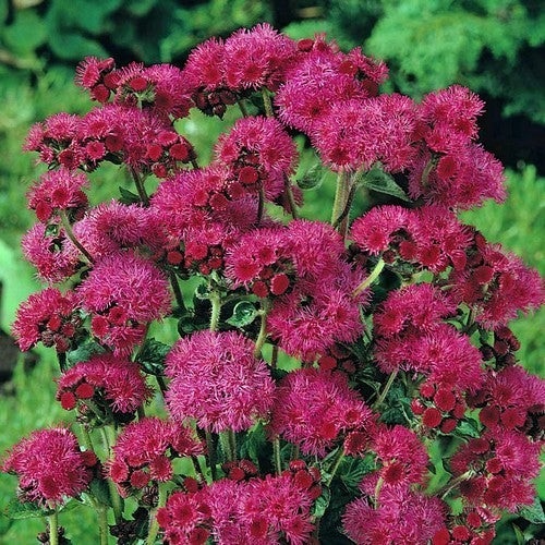 Ageratum houstonianum 'Red Sea' / 'Red Flint'