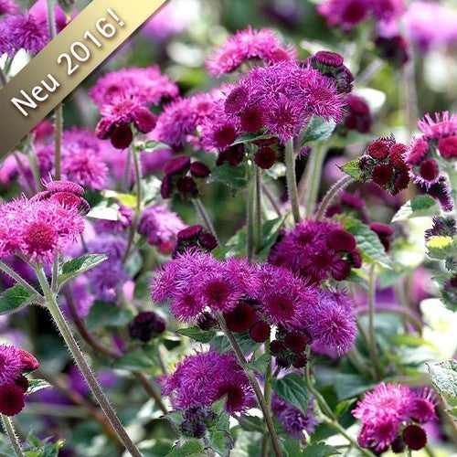 Ageratum houstonianum 'Red Sea' / 'Red Flint'