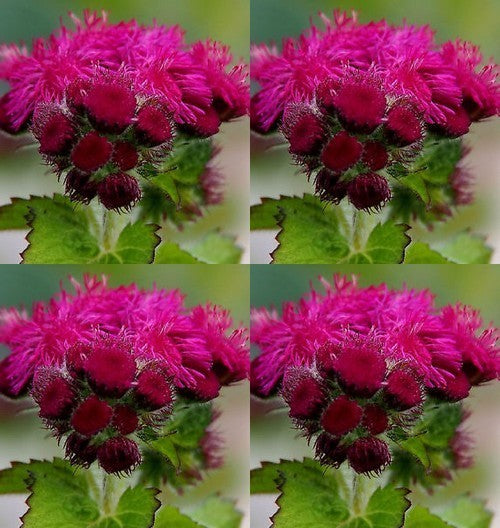 Ageratum houstonianum 'Red Sea' / 'Red Flint'