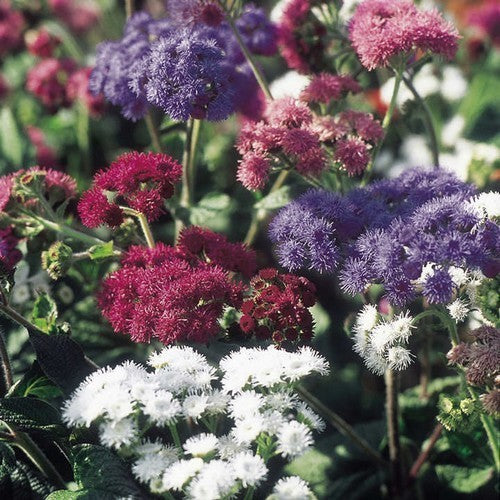 Ageratum houstonianum 'Timeless Mixture'