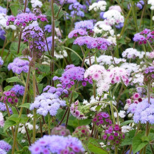 Ageratum houstonianum 'Timeless Mixture'