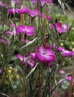 Agrostemma githago 'Milas'