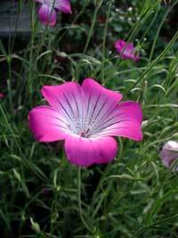 Agrostemma githago 'Milas'
