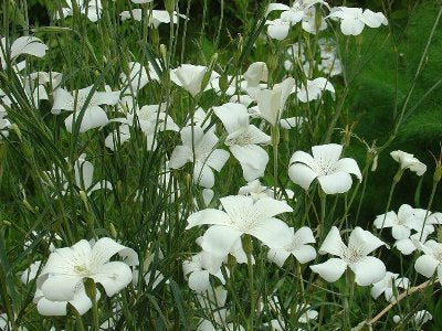 Agrostemma githago 'Snow Queen' / 'Bianca'