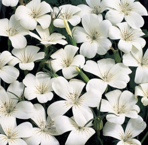 Agrostemma githago 'Snow Queen' / 'Bianca'