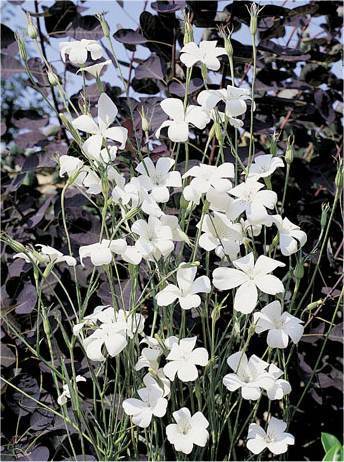 Agrostemma githago 'Snow Queen' / 'Bianca'