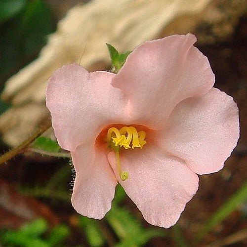 Alonsoa meridionalis 'Salmon Beauty'